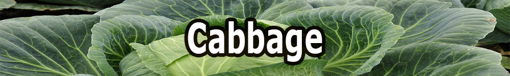 cabbage