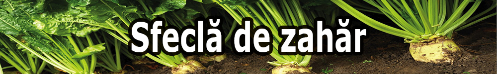 sugar beet