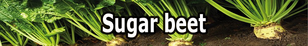 sugar beet