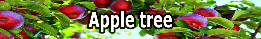 apple tree
