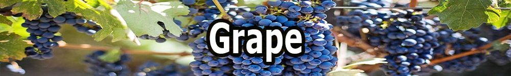 grape