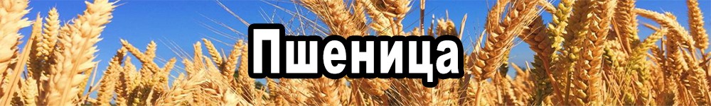 wheat