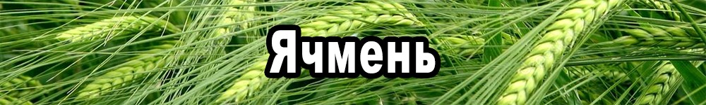 barley