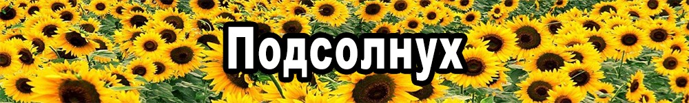 sunflower