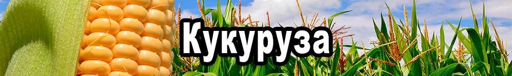 corn