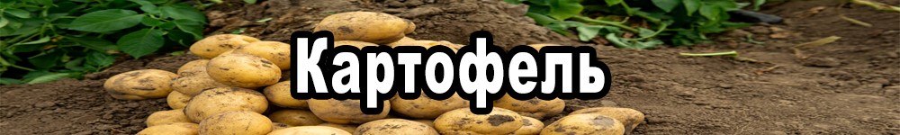 potato