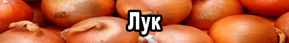 onion