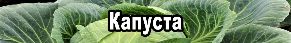 cabbage