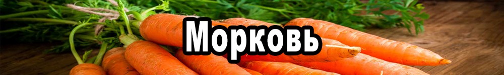 carrot