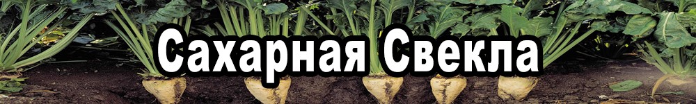 sugar beet