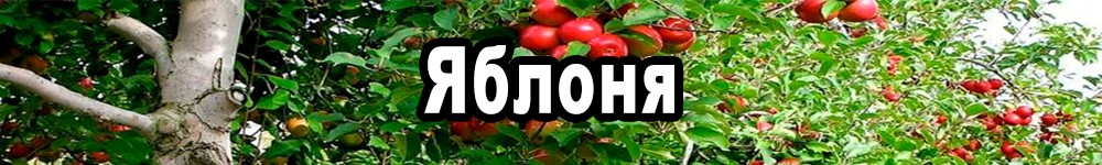 apple tree