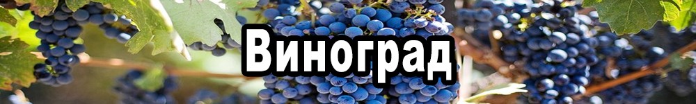 grape
