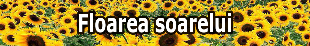 sunflower